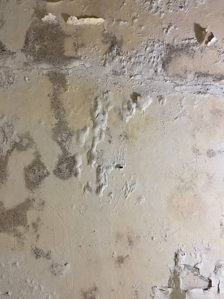 Best Office Mold Removal Services  in Ancient Oaks, PA