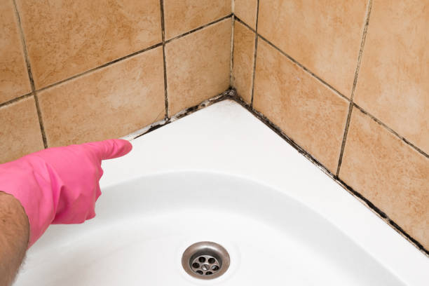 Best Commercial Mold Removal  in Ancient Oaks, PA